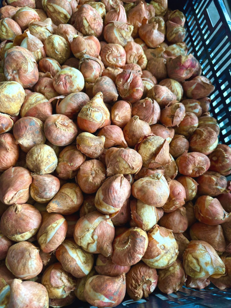 12113 image for slide